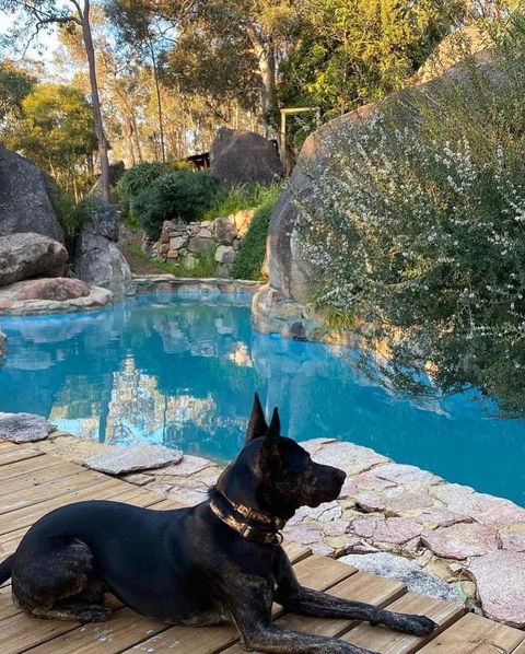 A Paradise For Dogs And A Magical Retreat For Hoomans - Accommodation NSW 4