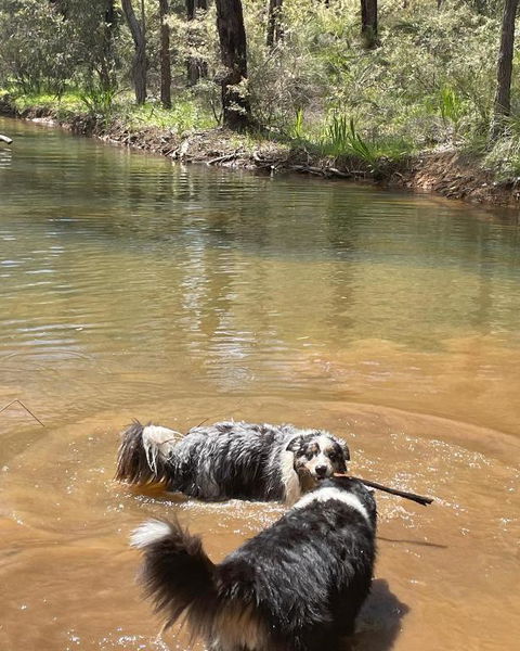 A Paradise For Dogs And A Magical Retreat For Hoomans - Accommodation NSW 2