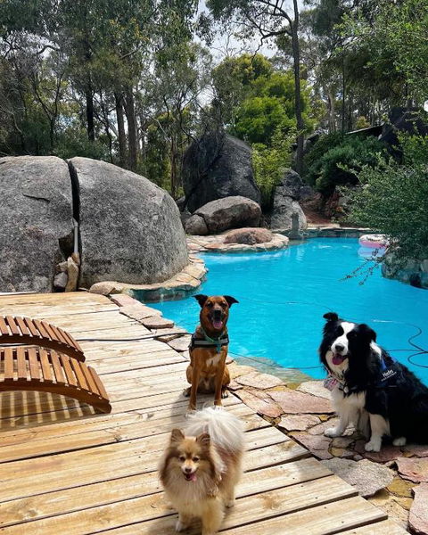 A Paradise For Dogs And A Magical Retreat For Hoomans - Accommodation NSW 1