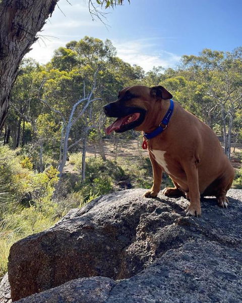 A Paradise For Dogs And A Magical Retreat For Hoomans - Accommodation NSW 3