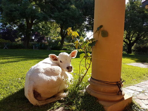 AL RU Farm - Accommodation NSW 3