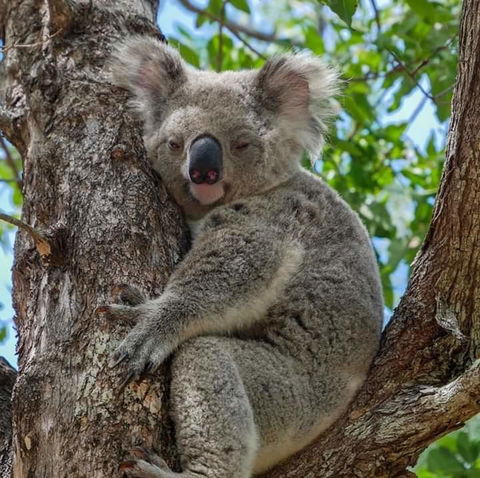 Magnetic Island Guest House - Accommodation NSW 11
