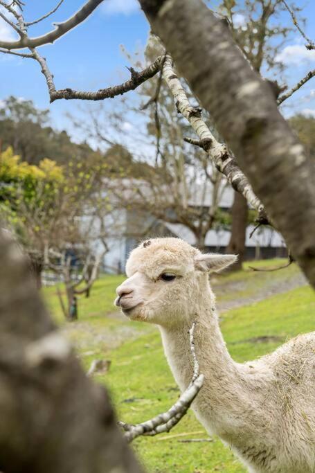 Carawatha On The Range - Unique Farm Stay - Accommodation NSW 3