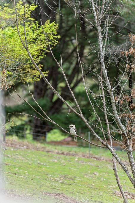 Carawatha On The Range - Unique Farm Stay - Accommodation NSW 4