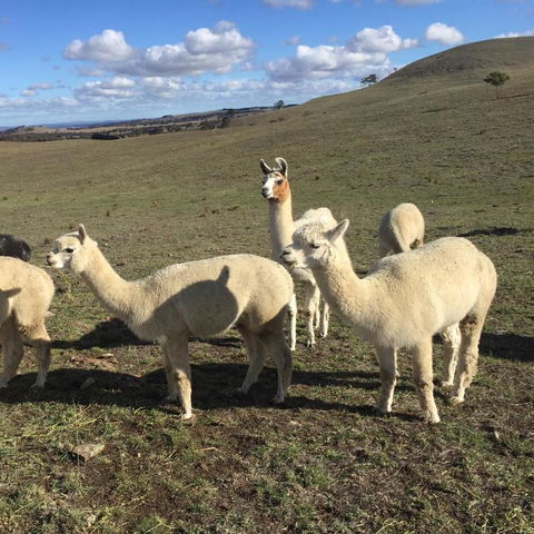 GOULBURN ALPACA FARM STAY - Accommodation NSW 0