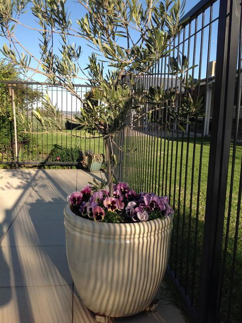 Amazing Views Pet Friendly Bed And Breakfast - Accommodation NSW 3