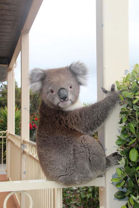 Angela's Beach Stays - Accommodation NSW 3