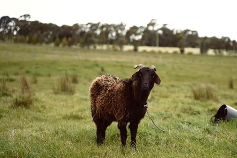 Maluridae Creek Views By Tiny Away - Accommodation NSW 2