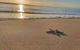Matildas Of Kangaroo Island - thumb 1
