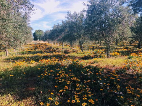 Olive Grove Retreat 1 By Tiny Away - Accommodation NSW 3