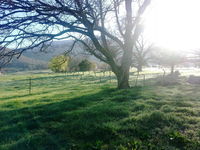 Book Cottles Bridge Accommodation Vacations Accommodation NSW Accommodation NSW