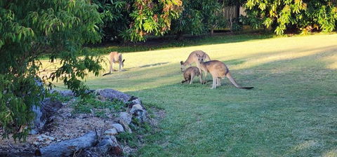 Roo Or 2 On Streeter - Accommodation NSW 3