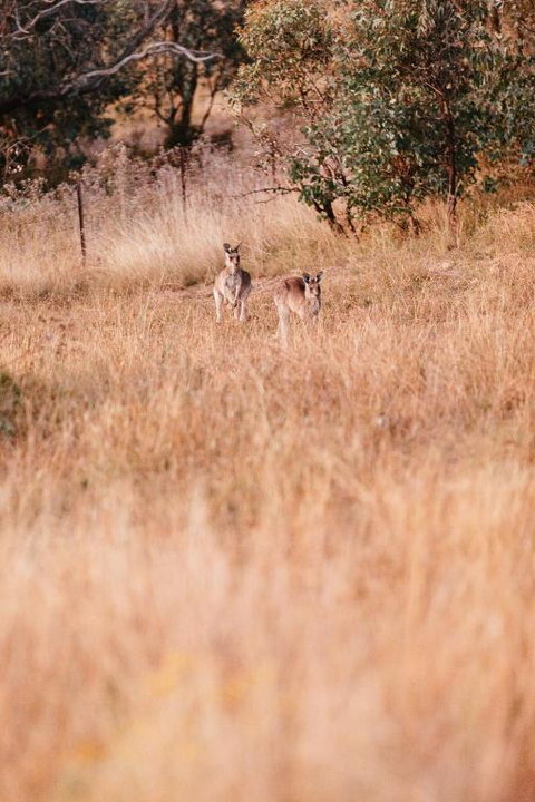Rose Quartz - 1 Bed With Mountain Views - Kundalini Lodge - Accommodation NSW 2