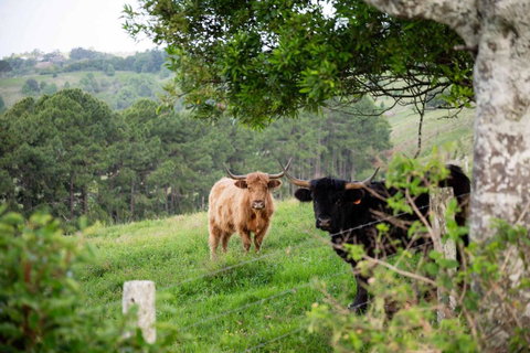 Rosewood Tiny Home By Tiny Away - Accommodation NSW 2