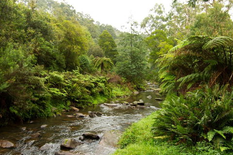 Tarra Valley Retreat - Accommodation NSW 3