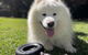The Beach Shack 28 Shoal Bay Road Fantastic Original Beach House That Allows Pets - thumb 1