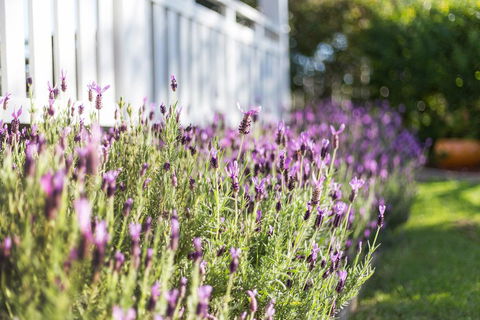 BIRCHES B&B - Accommodation NSW 3