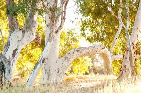 Wooramel River Retreat - Accommodation NSW 3