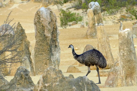 Private, Luxury Pinnacles Tour: Stargazing, Sand-boarding & Sightseeing - Accommodation NSW 5
