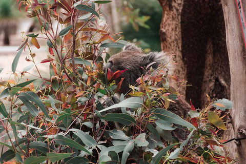 Yanchep & Lancelin - Wildlife, Cave And Sands - Accommodation NSW 1