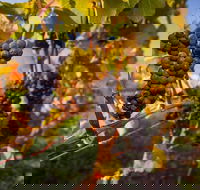 Full Day Tamar Valley Wine Tour - Accommodation NSW
