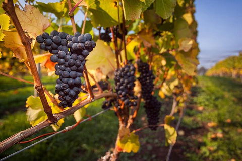 Full Day Tamar Valley Wine Tour - Accommodation NSW 0