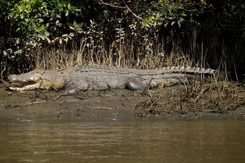 5-Day Best Of Cairns With Daintree, Kuranda, And Great Barrier Reef - Accommodation NSW 5