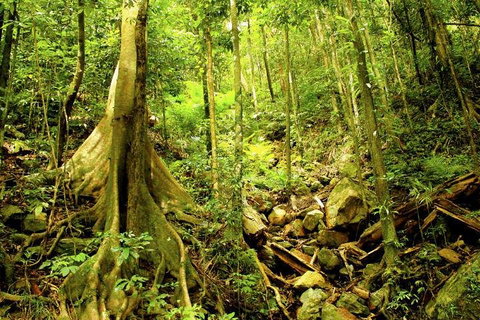 Cairns 4WD Waterfall And Rainforest Tour Including Kuranda Scenic Railway - Accommodation NSW 1