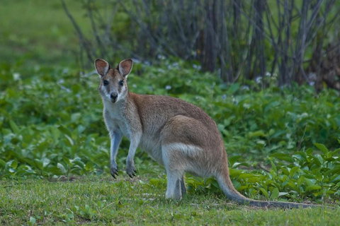Cairns 4WD Waterfall And Rainforest Tour Including Kuranda Scenic Railway - Accommodation NSW 2