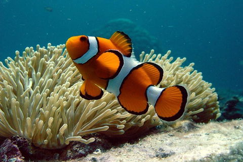 Cairns Reef And Rainforest Combo: Daintree Rainforest And The Great Barrier Reef - Accommodation NSW 2