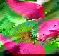 Cape Tribulation Mossman Gorge and Daintree Rainforest Premium Day Tour - Accommodation NSW