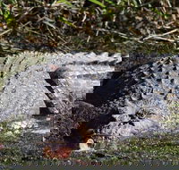 Full Day Tour in the Daintree - Accommodation NSW