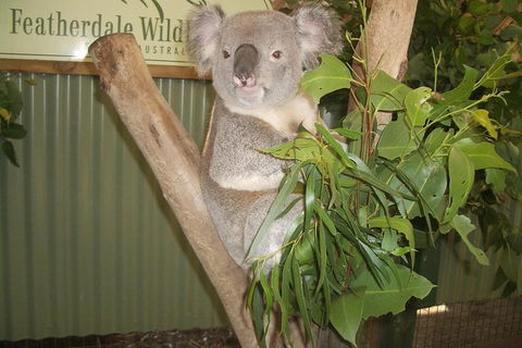 Full-Day Private Blue Mountains Tour With River Cruise - Accommodation NSW 2