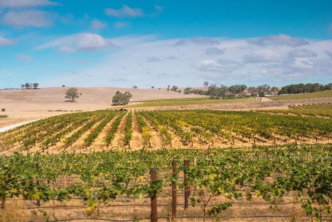 Barossa Valley Private Tour (from 2 To 11 People) - Accommodation NSW 2