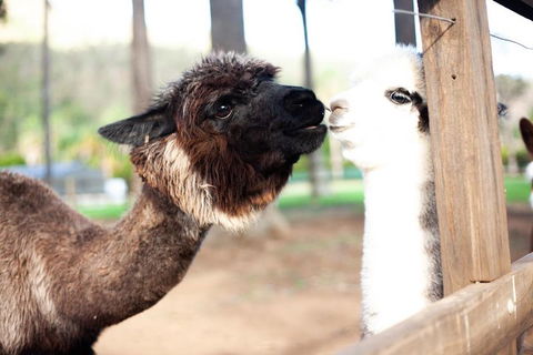 O'Reilly's & Lamington National Park Incl. Alpaca Farm + Vineyard - Accommodation NSW 4