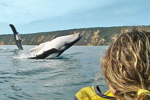 Kayak With Dolphins And 4WD Great Beach Drive Day Trip From Noosa - Accommodation NSW 3