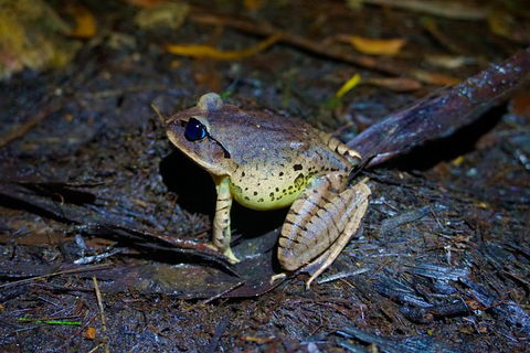 Glow Worms Private Tour - Nocturnal Rainforest Walk - Accommodation NSW 0