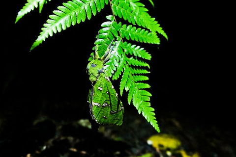 Glow Worms Private Tour - Nocturnal Rainforest Walk - Accommodation NSW 2