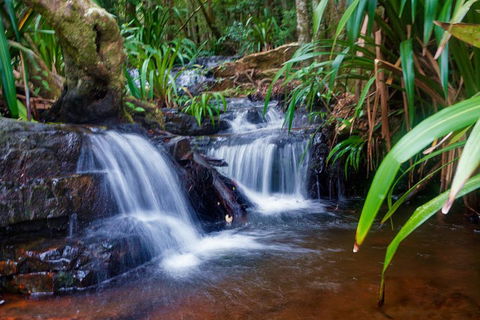 Glow Worms Private Tour - Nocturnal Rainforest Walk - Accommodation NSW 5