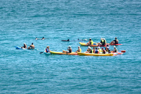 The Byron Bay Sea Kayak Tour - Accommodation NSW 1