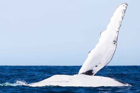 2-Hour Guided Whale Watching Tour At Noosa - Accommodation NSW 0