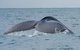 2-Hour Guided Whale Watching Tour At Noosa - thumb 1