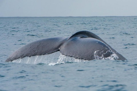 2-Hour Guided Whale Watching Tour At Noosa - Accommodation NSW 1