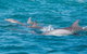 2-Hour Guided Whale Watching Tour At Noosa - thumb 2
