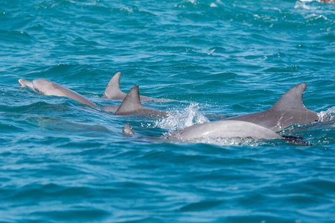 2-Hour Guided Whale Watching Tour At Noosa - Accommodation NSW 2