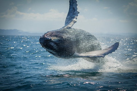 2-Hour Guided Whale Watching Tour At Noosa - Accommodation NSW 3