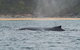2-Hour Guided Whale Watching Tour At Noosa - thumb 5