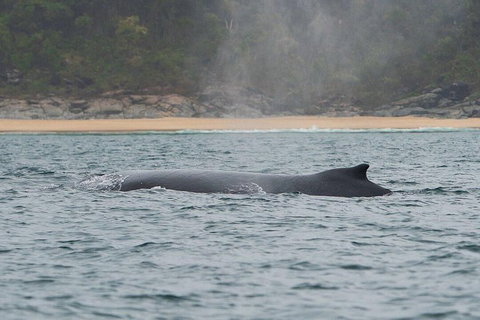 2-Hour Guided Whale Watching Tour At Noosa - Accommodation NSW 5