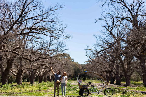 Adelaide 90-Minute Pedicab Tour: Scenic Green & River Experience - Accommodation NSW 1