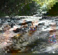 Daintree Rainforest Cape Tribulation Mossman Gorge Small-Group Day Tour - Accommodation NSW